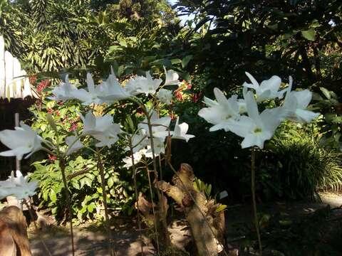 Plancia ëd Laelia rubescens Lindl.