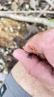 Image of Whistling Chirping Frog