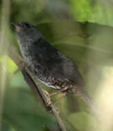 Image of Planalto Tapaculo