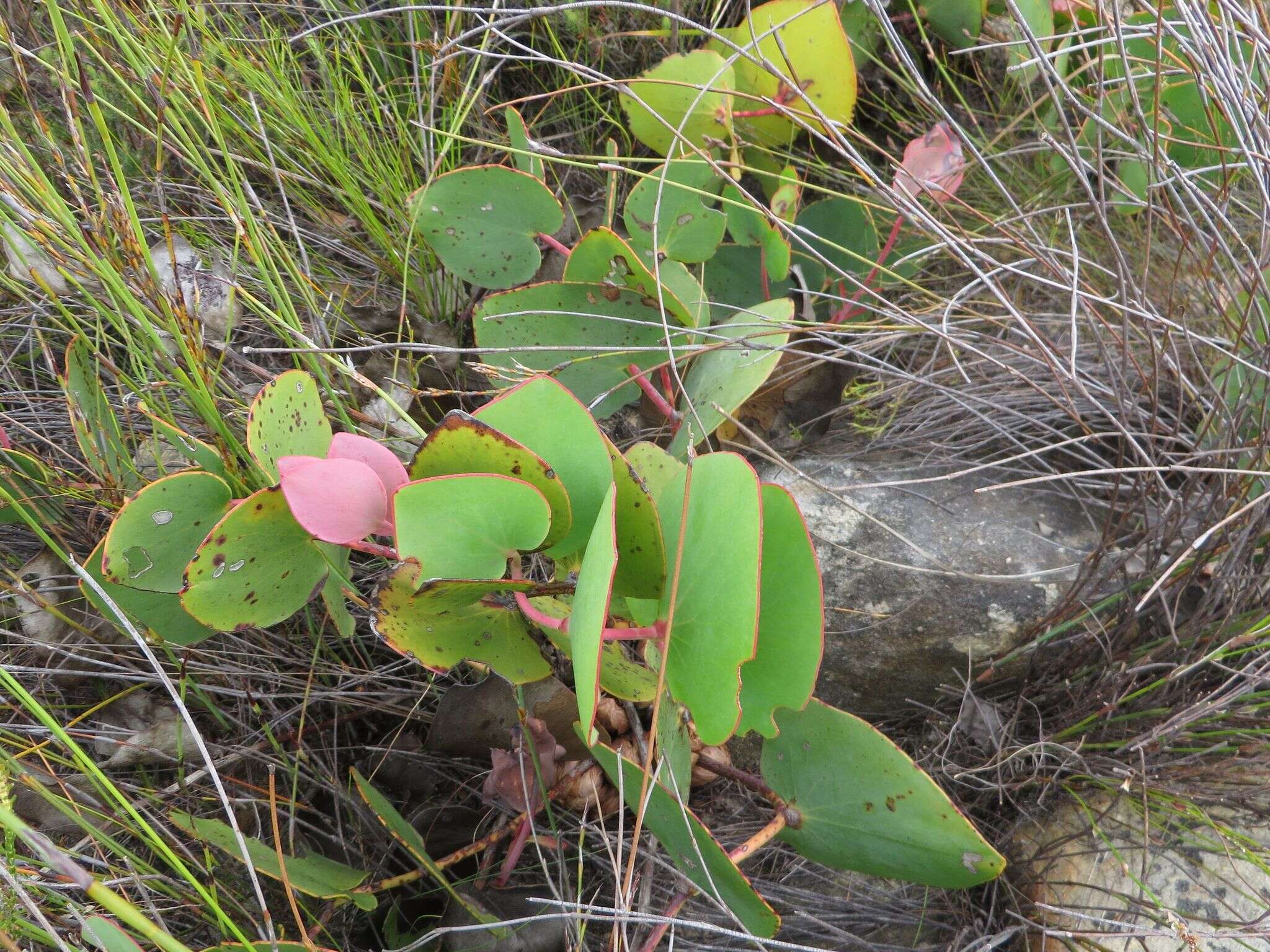 Imagem de Protea cordata Thunb.