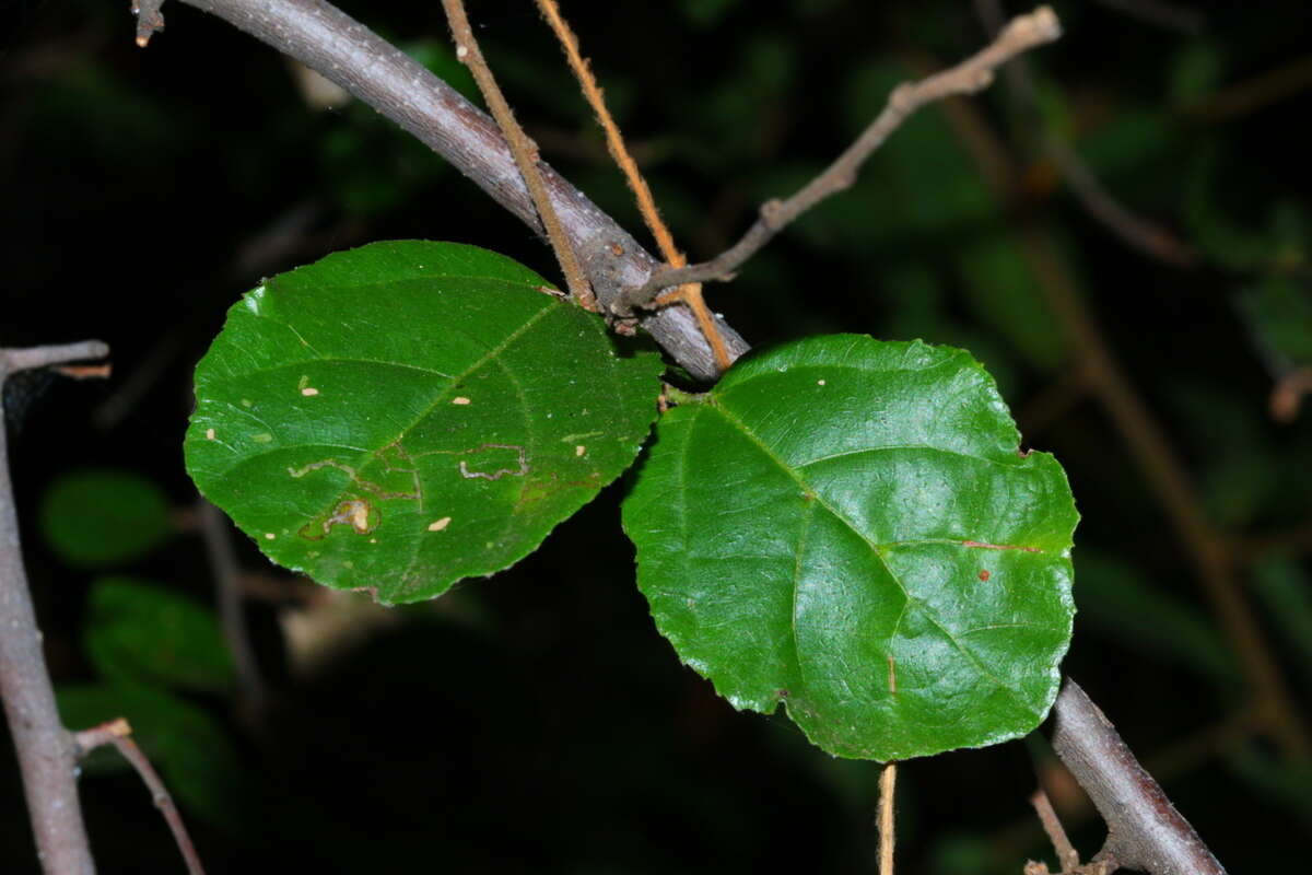 Image of Lowveld veronia