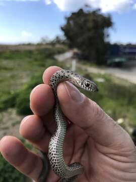 Image of Large Whip Snake