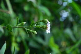 Image of Aster turbinatus S. Moore