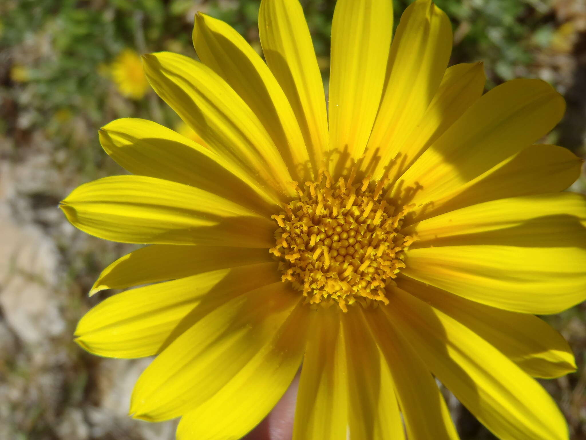 صورة Gazania rigens var. uniflora (L. fil.) Rössl.