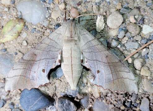 Image of Marumba sperchius (Ménétriés 1857)