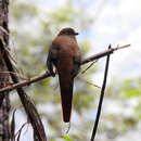 Image of Harpactes oreskios uniformis (Robinson 1917)