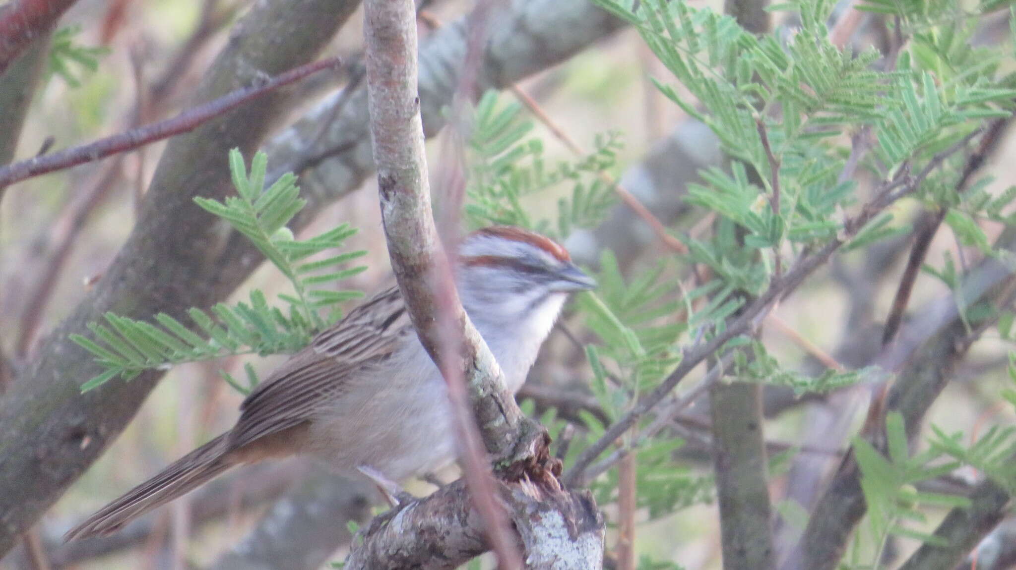 Image of Stripe-capped Sparrow