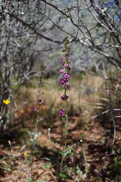 Delphinium hansenii subsp. ewanianum M. J. Warnock的圖片