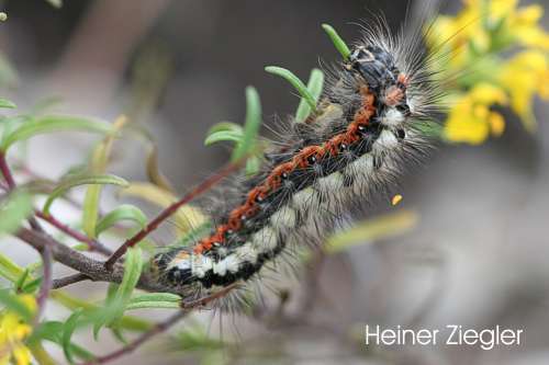 Image of sweet gale moth