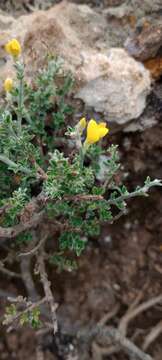 Слика од Genista canariensis L.