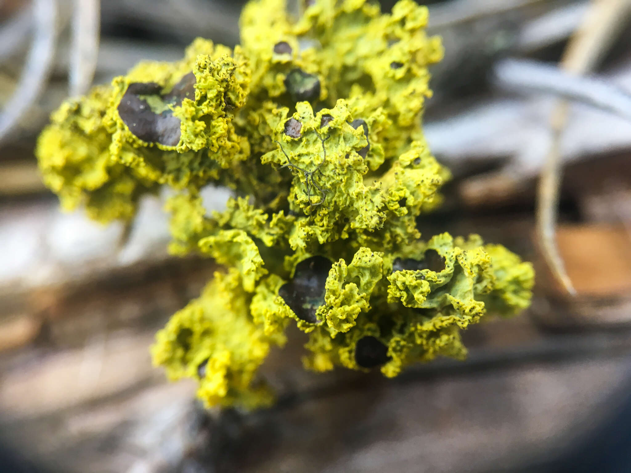 Image of Vulpicida canadensis (Räsänen) J.-E. Mattsson & M. J. Lai