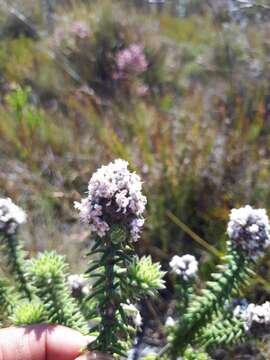 Image of Kogelbergia verticillata (Eckl. & Zeyh.) J. P Rourke