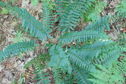 Plancia ëd Polystichum acrostichoides (Michx.) Schott