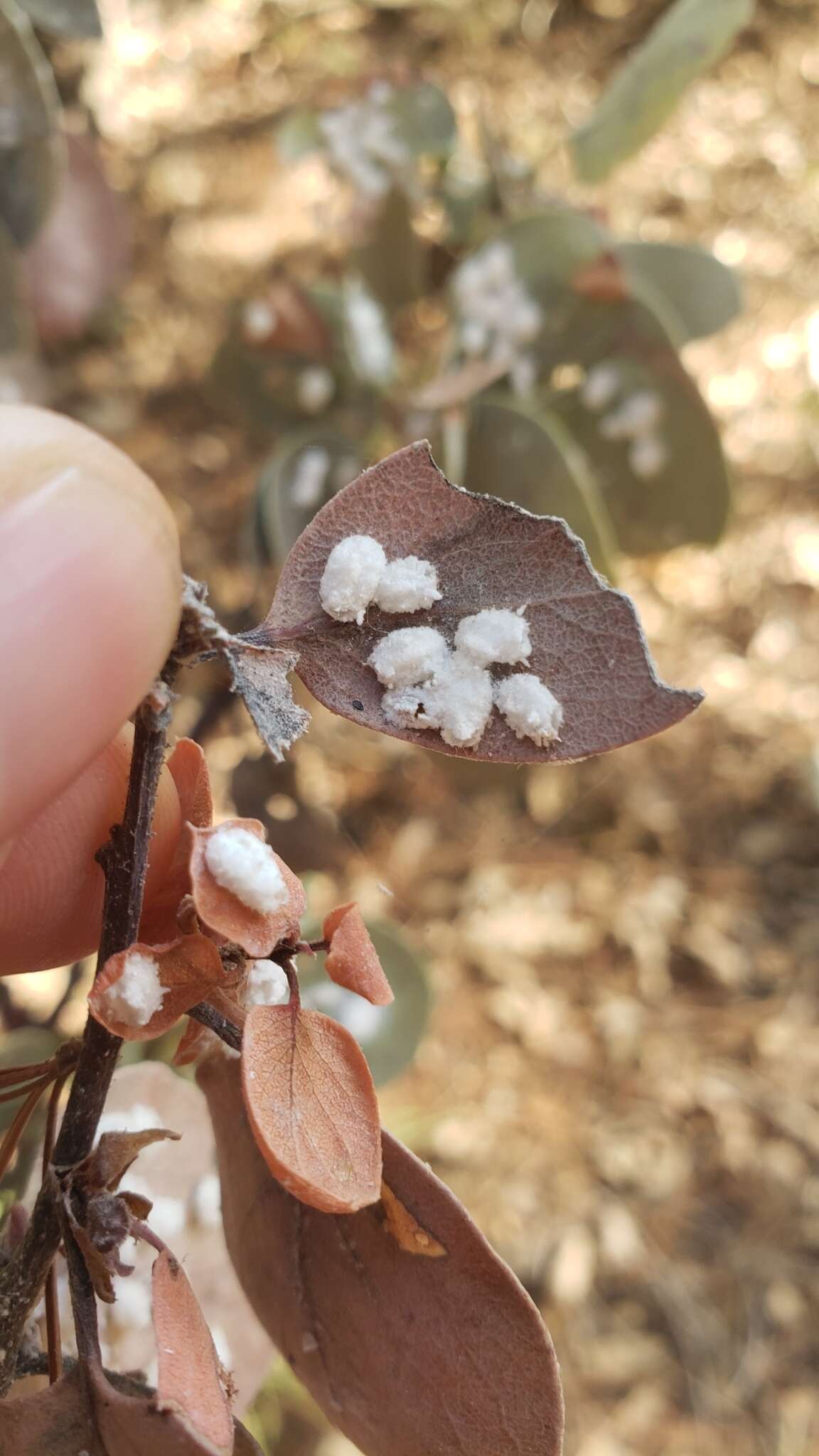 Image of Puto arctostaphyli Ferris 1950