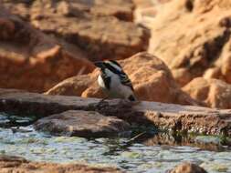 Tricholaema leucomelas centralis (Roberts 1932) resmi