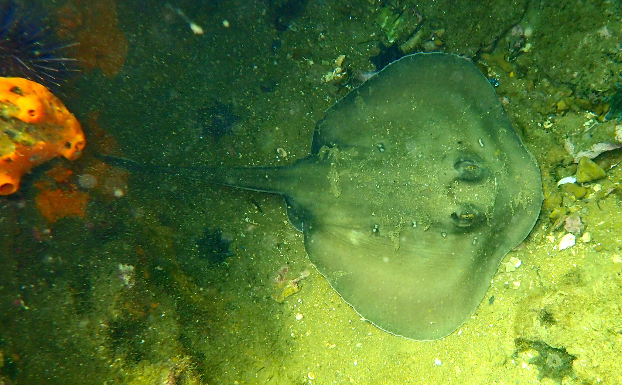 Image of Dixons Stingaree