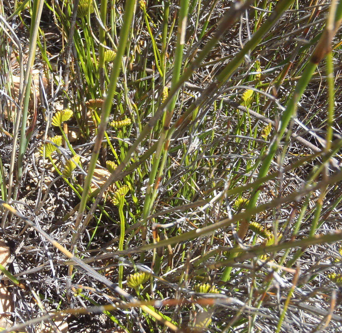 Schizaea pectinata (L.) Sw.的圖片