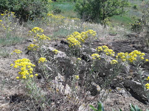 Слика од <i>Odontarrhena muralis</i>