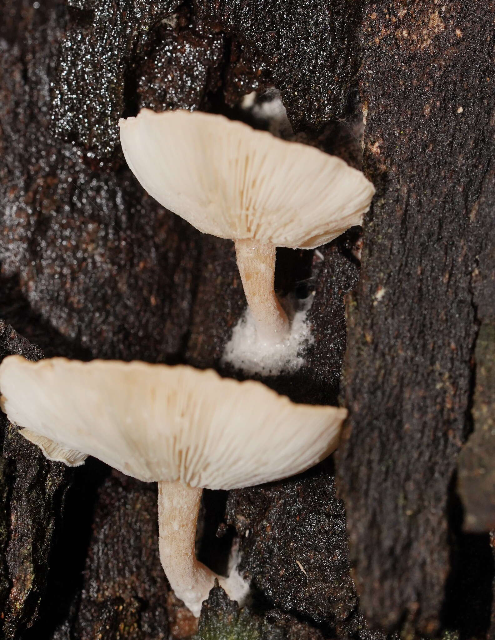 Слика од Clitocybe semiocculta Cleland 1927