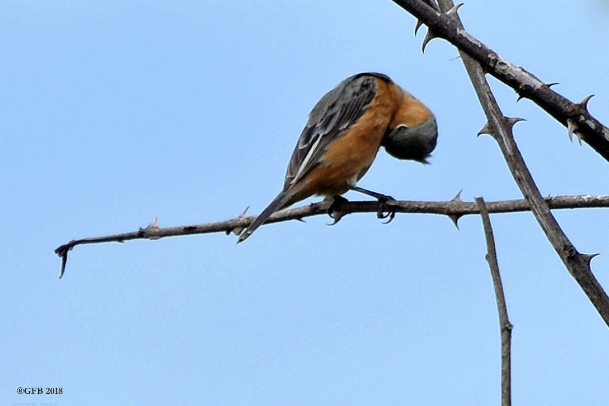 Слика од Sporophila cinnamomea (Lafresnaye 1839)