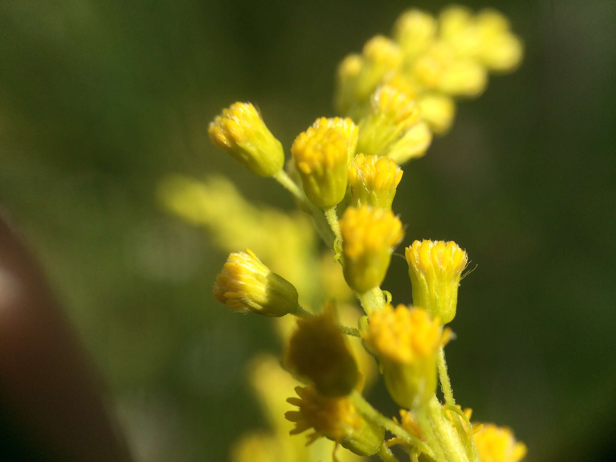 Image of Solidago brendae Semple