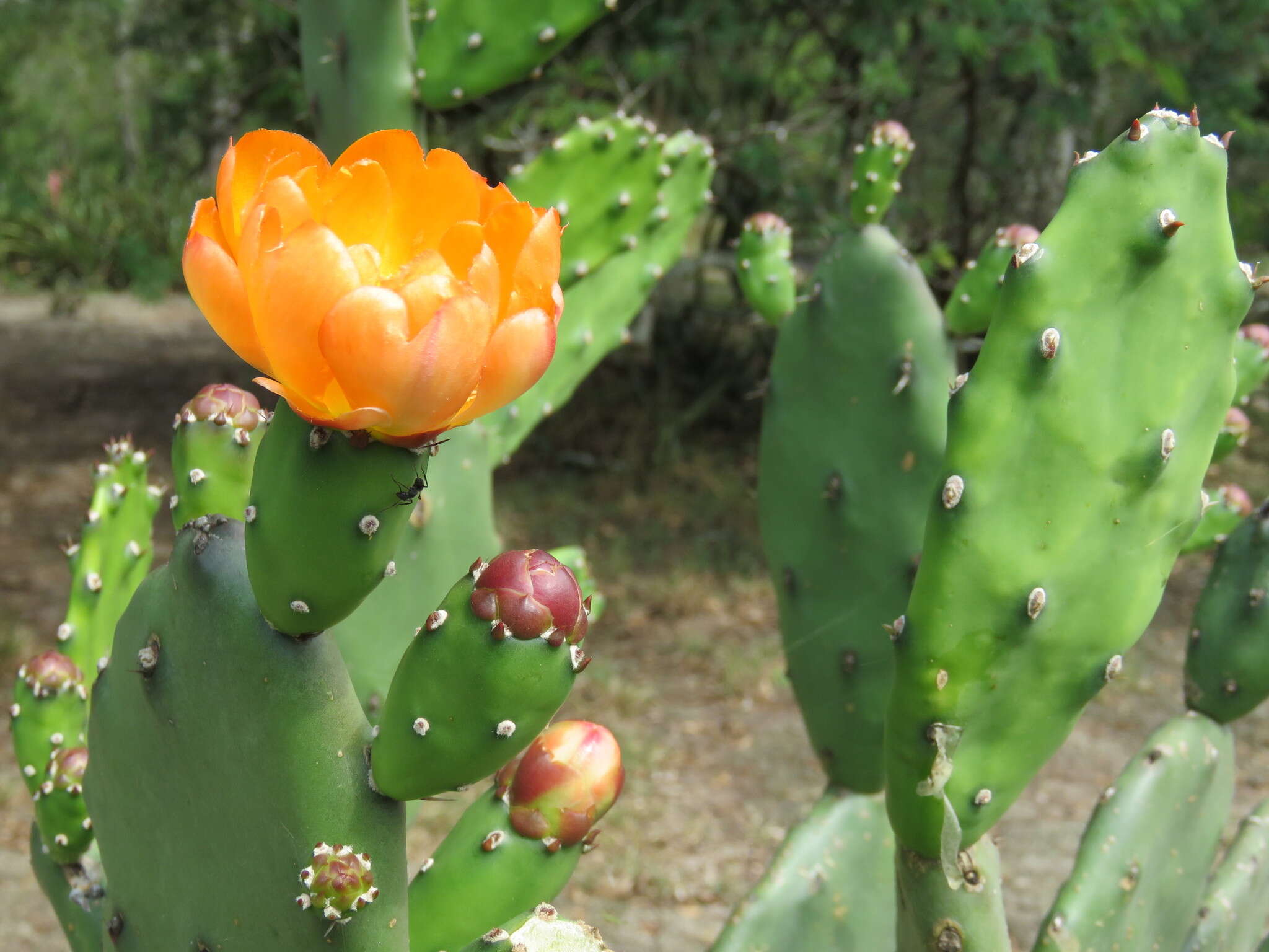 Image of Opuntia quimilo K. Schum.