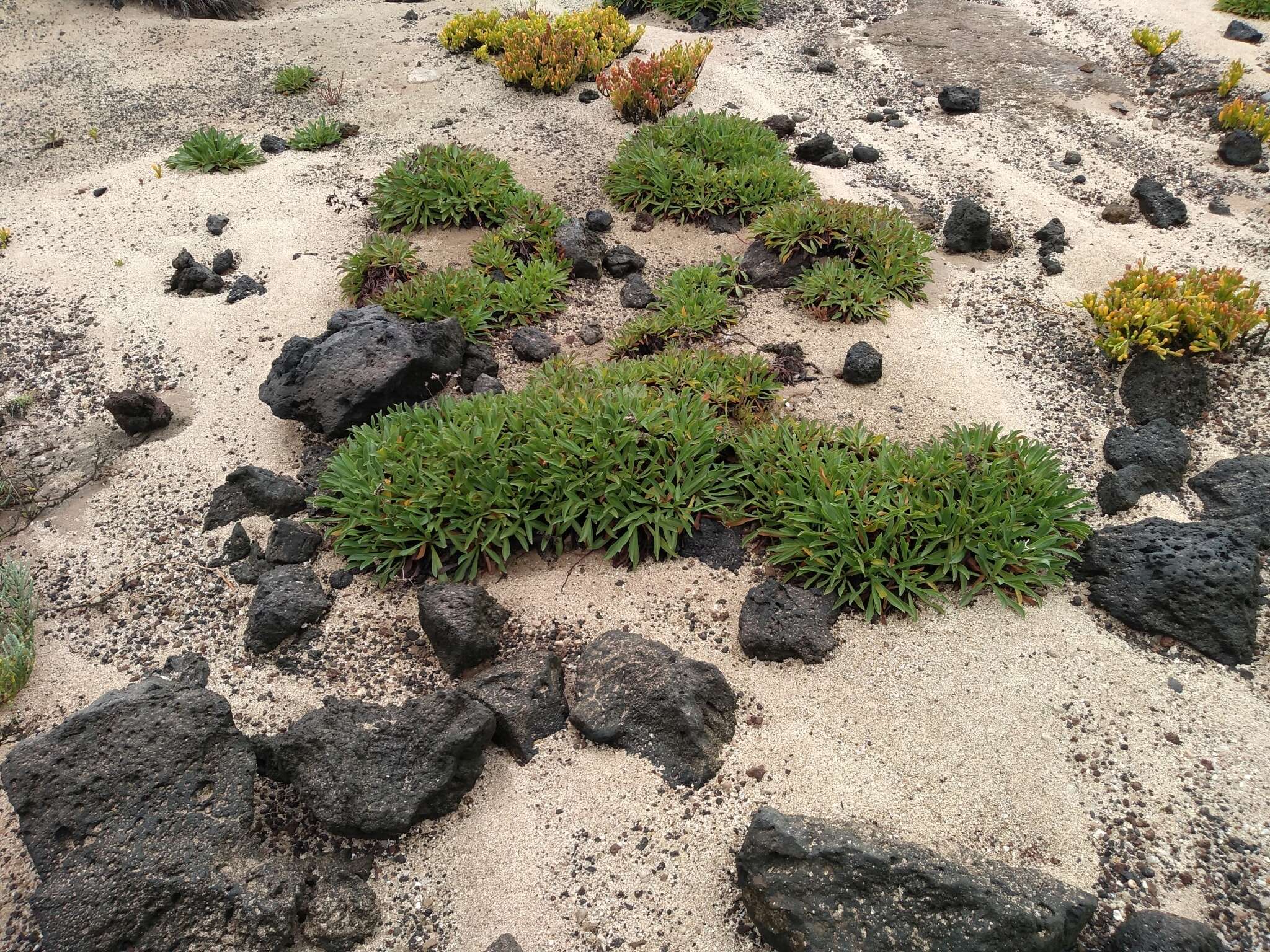 Image of Limonium bollei (Webb ex Wangerin) Erben