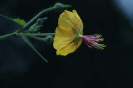Image of Abutilon persicum (Burm. fil.) Merr.