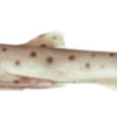 Image of Pale Spotted Catshark