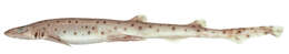 Image of Pale Spotted Catshark