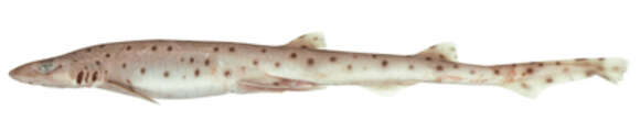 Image of Pale Spotted Catshark