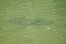 Image of Largespot River Stingray