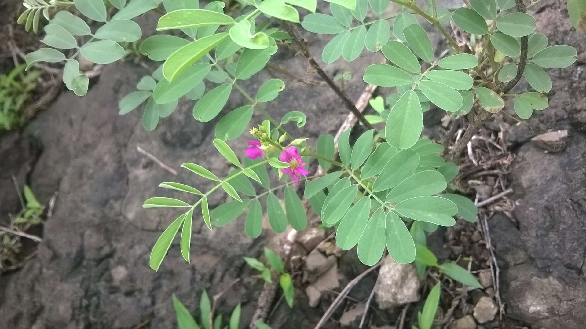 Tephrosia rosea Benth.的圖片