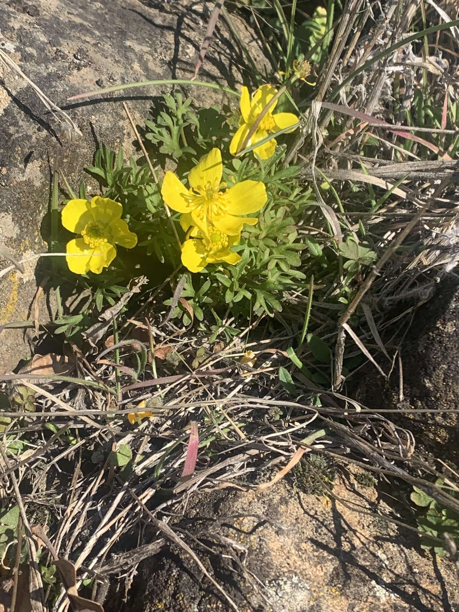Image of obscure buttercup