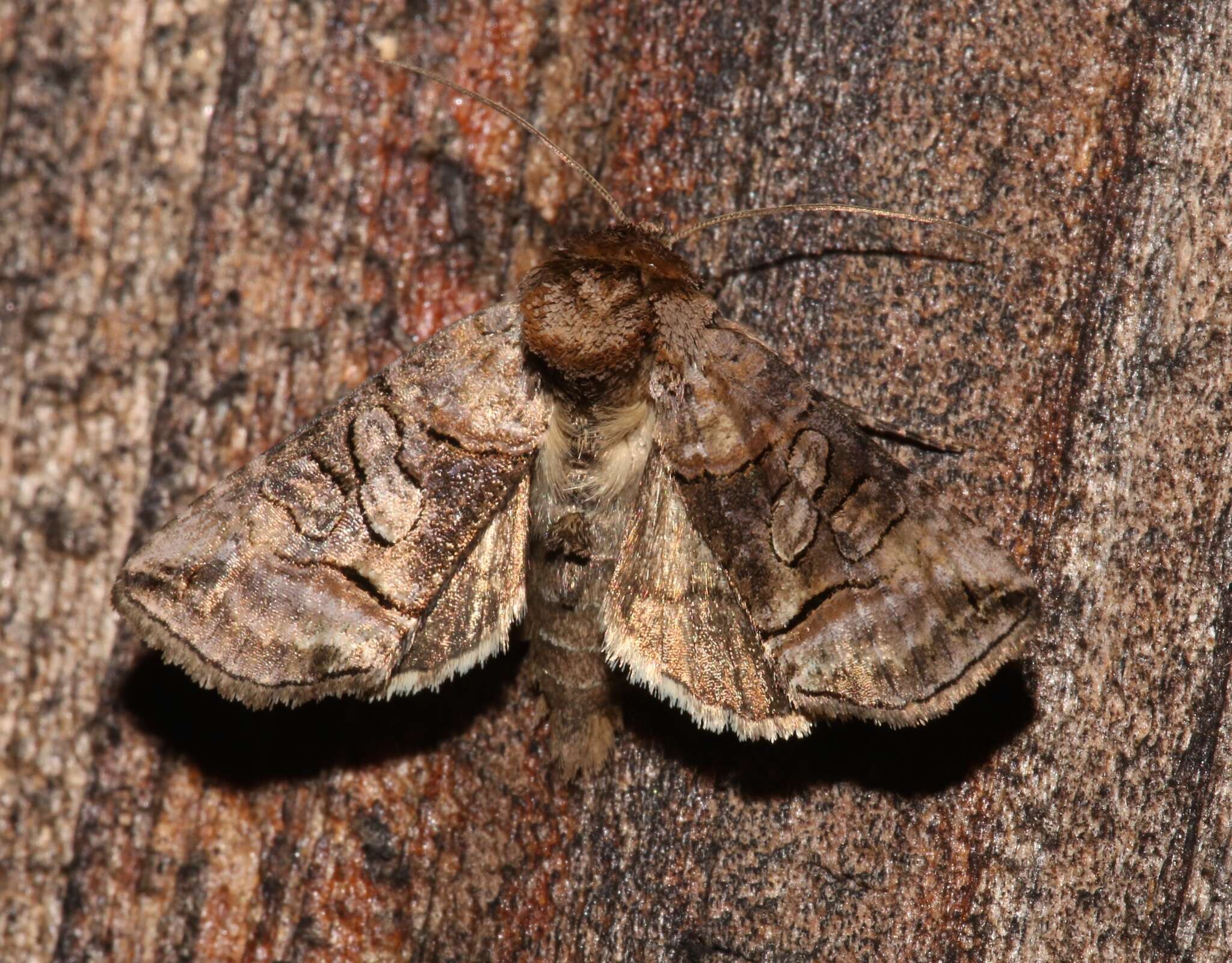 Image of Spectacled Nettle Moth