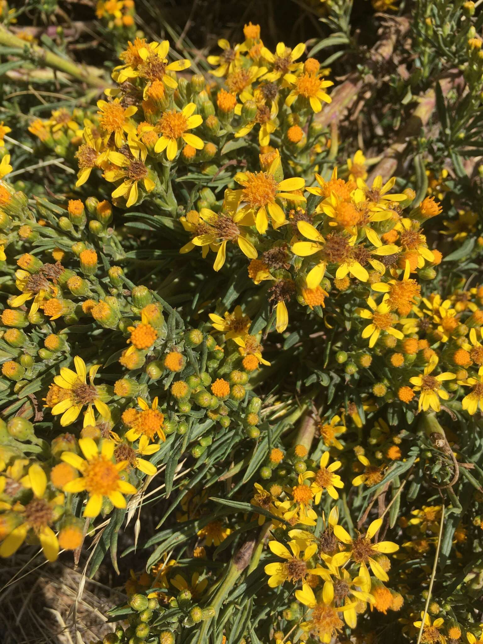 Sivun Senecio rudbeckiifolius Meyen & Walp. kuva