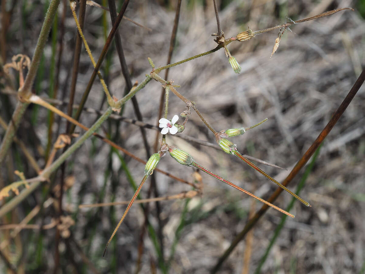 Image of Pelargonium senecioides L'Her.