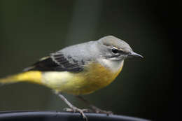 Image of Motacilla cinerea patriciae Vaurie 1957