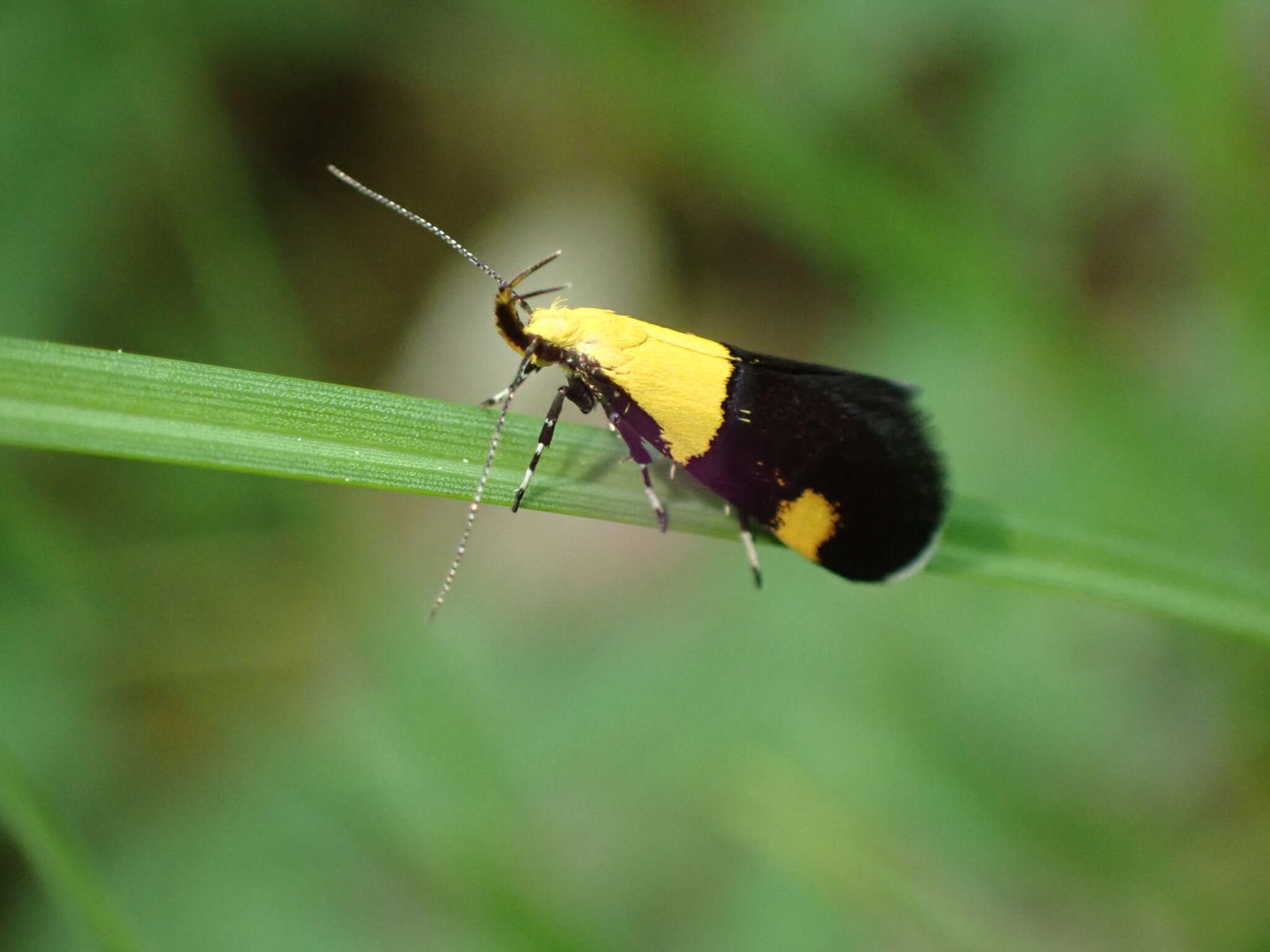 Image of Oecophora bractella Linnaeus 1758