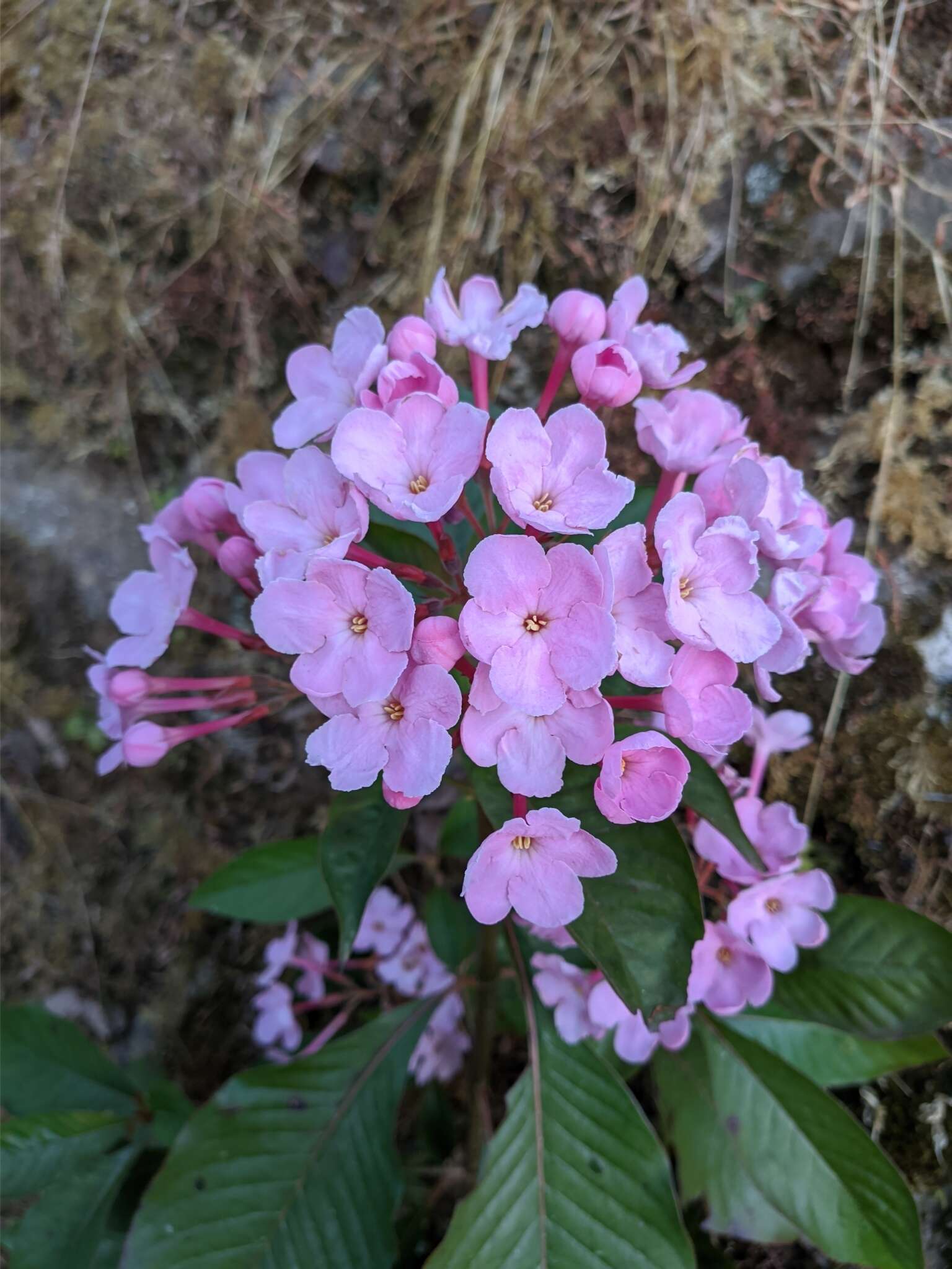 Image of Luculia gratissima (Wall.) Sweet