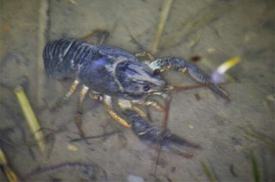 Image of Pontastacus leptodactylus (Eschscholtz 1823)