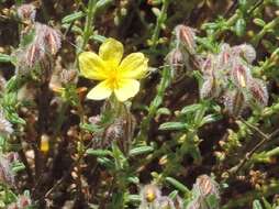 Plancia ëd Helianthemum hirtum (L.) Miller