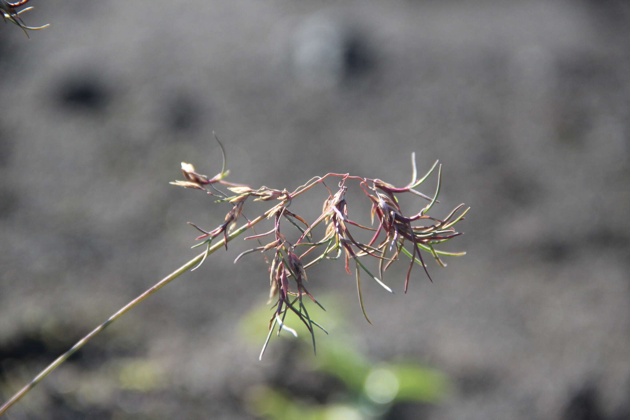 Image of arctic bluegrass