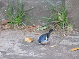 Image of Fringilla coelebs canariensis Vieillot 1817