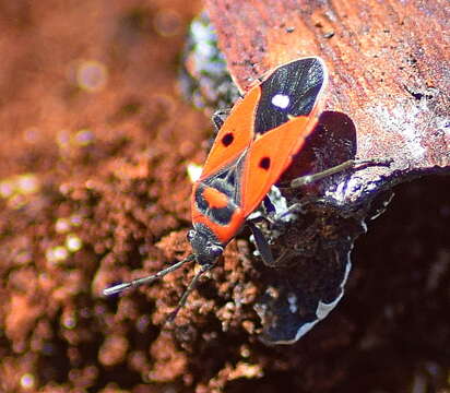 Image of Melanocoryphus albomaculatus Goeze 1778