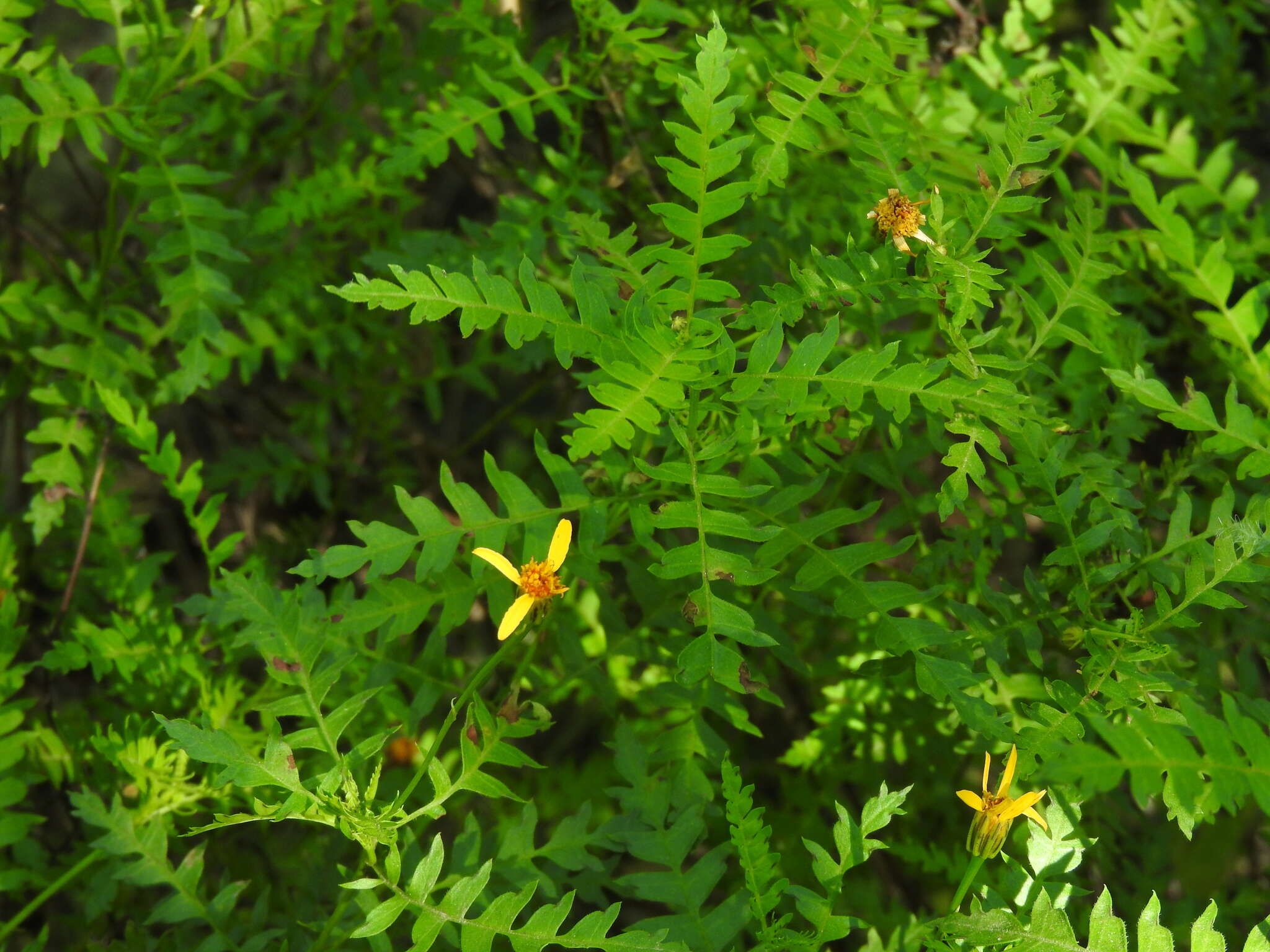 Image of Chrysactinia pinnata S. Wats.