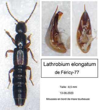 Imagem de Lathrobium (Lathrobium) elongatum (Linnaeus 1767)