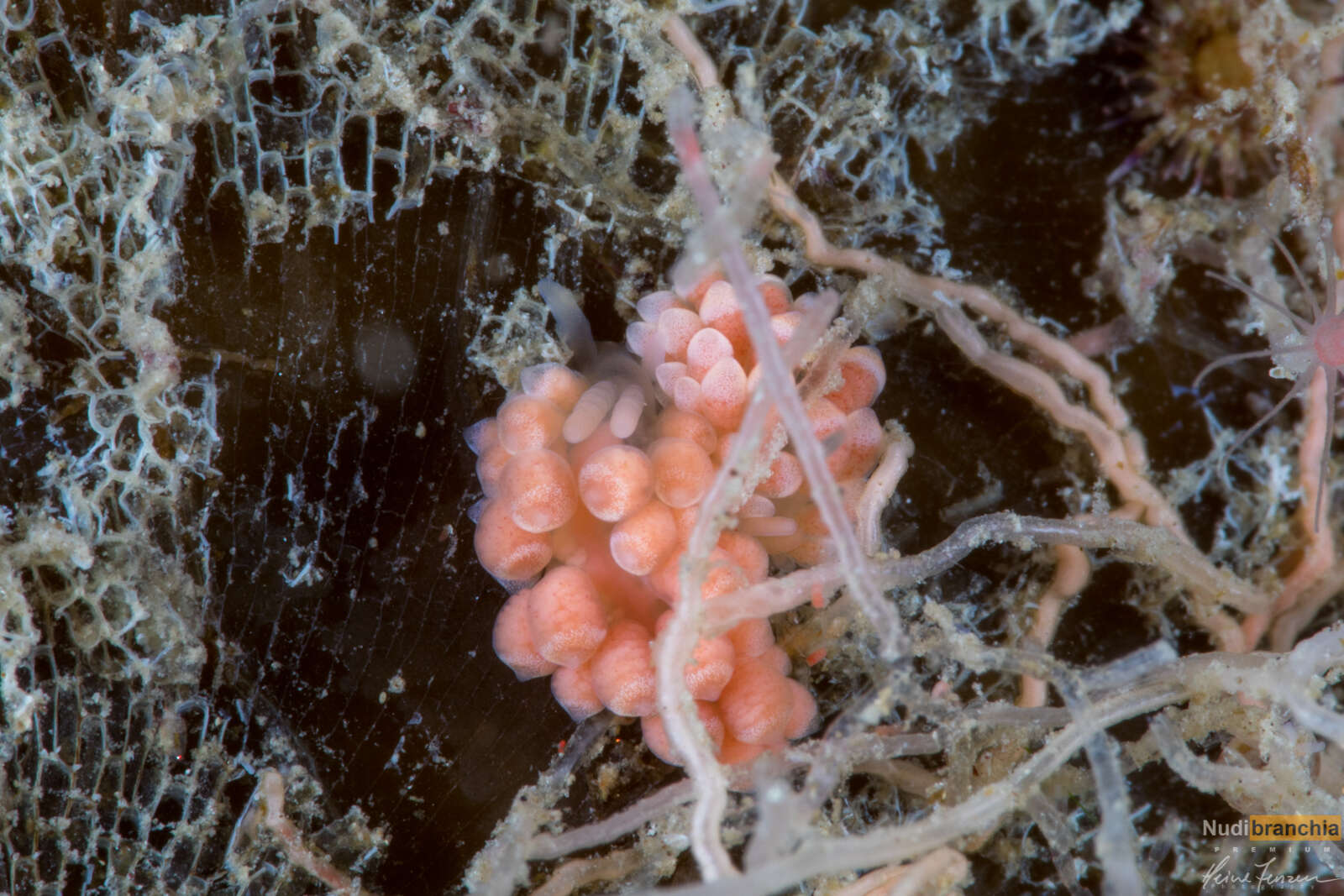 Image of corange-tip cuthona