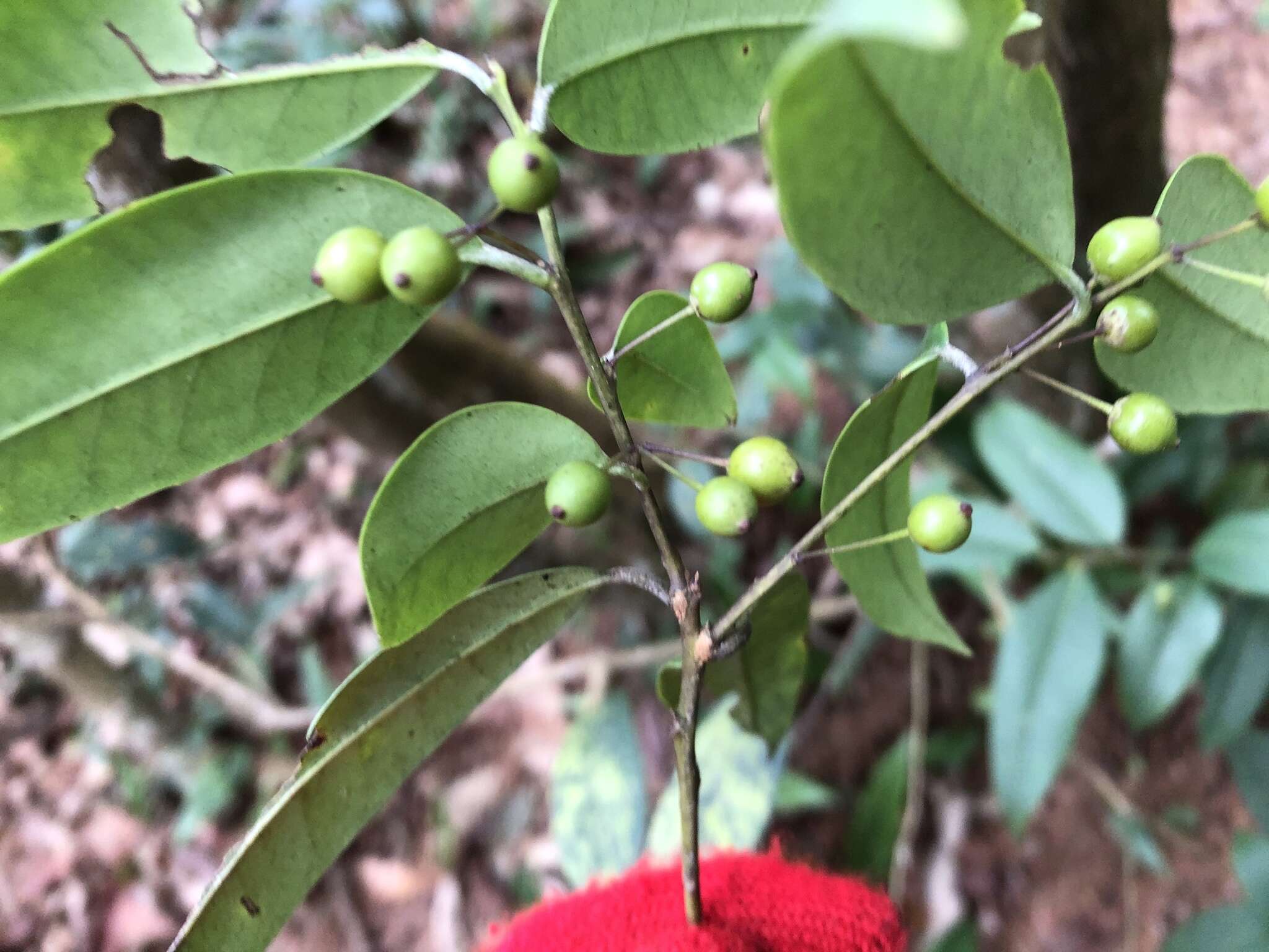 Image of Ilex lonicerifolia Hayata