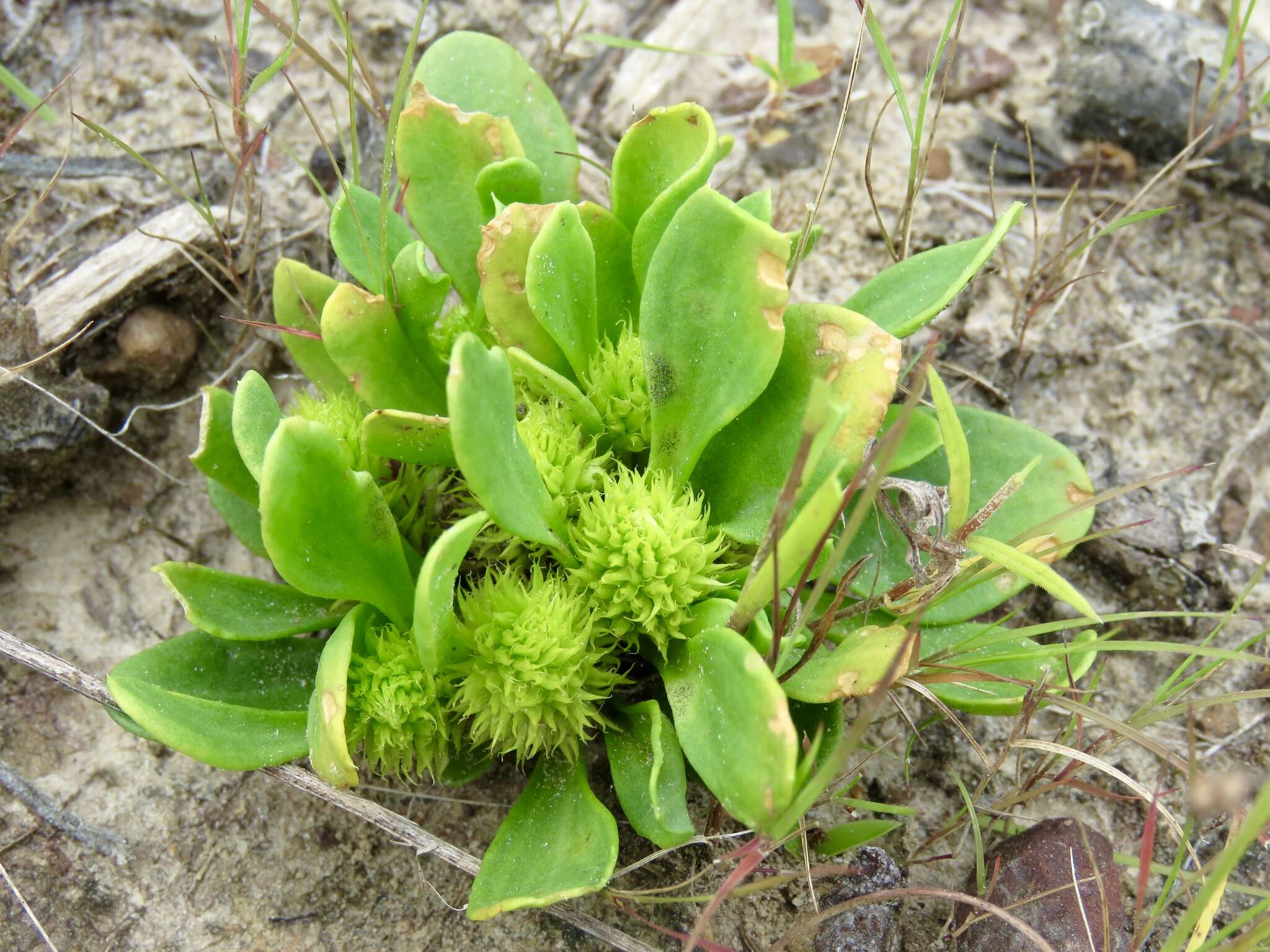 Image of candyroot